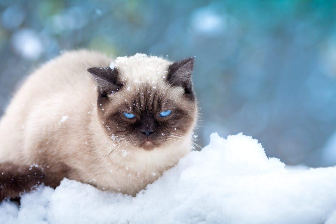 Синоптики рассказали, выпадет ли в Сочи снег