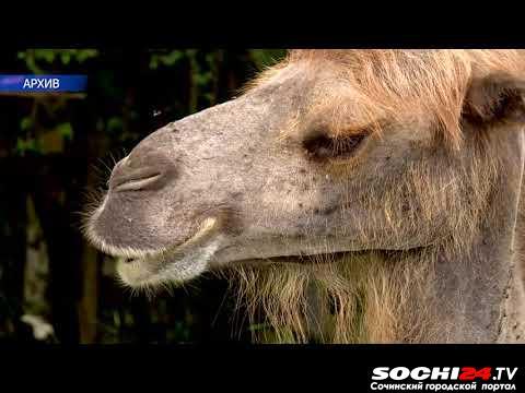 Спецрепортаж СОЧИ24: как спасают брошенных животных из сафари-парка?