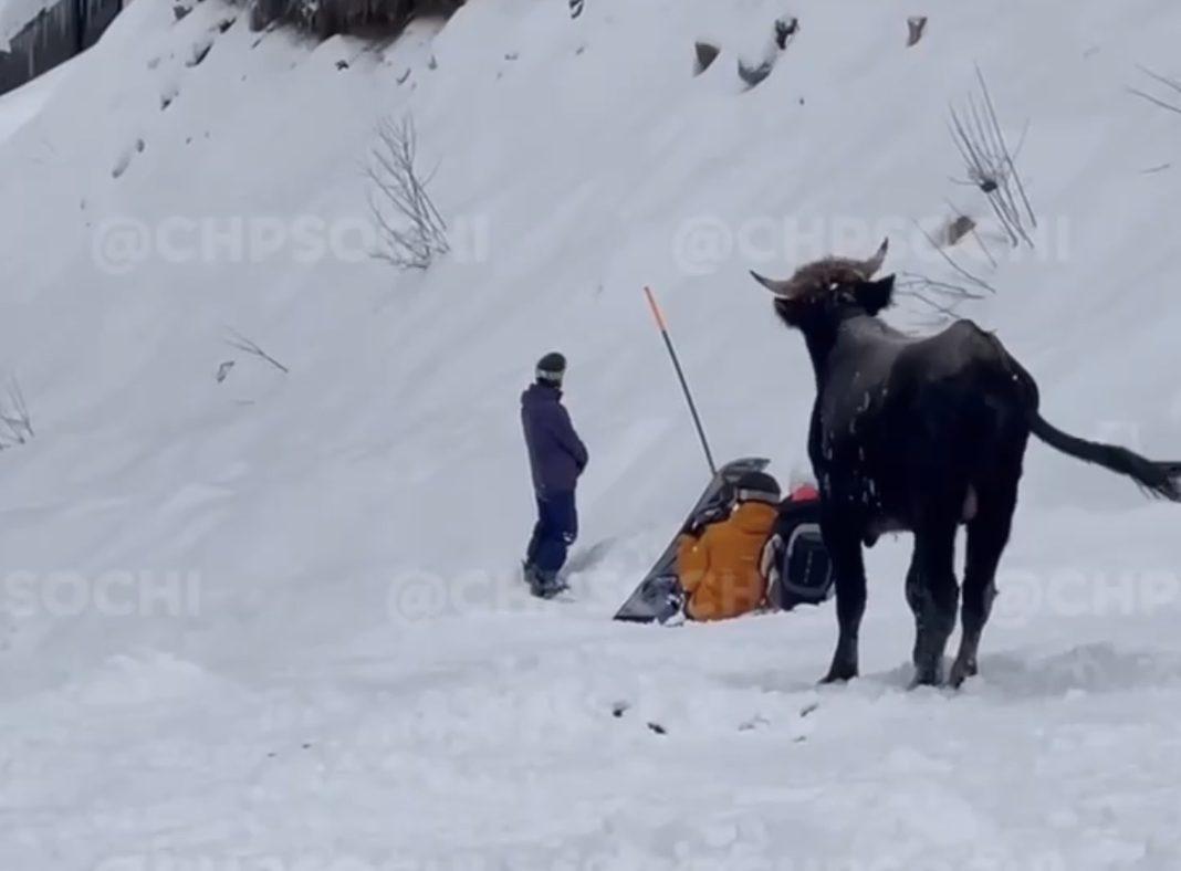 Дикий бык бежит по горному склону в Сочи, сбивая лыжников (Видео)