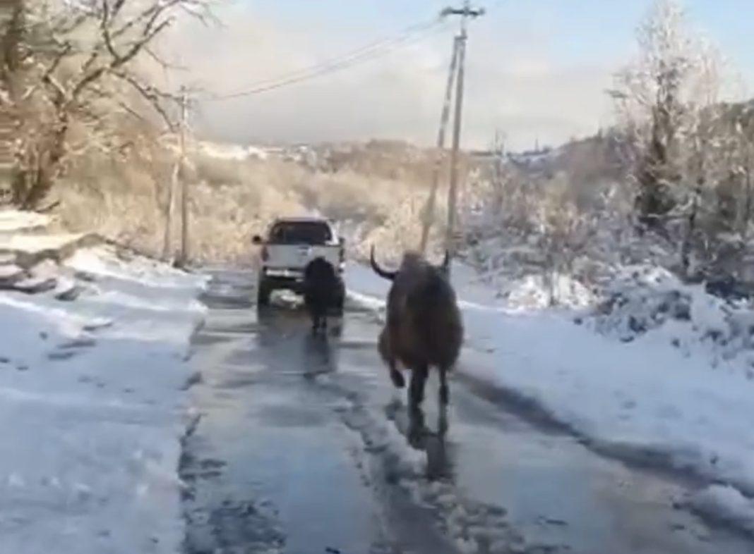 В сочинском лесу нашли пасущихся яков из сафари-парка (Видео)