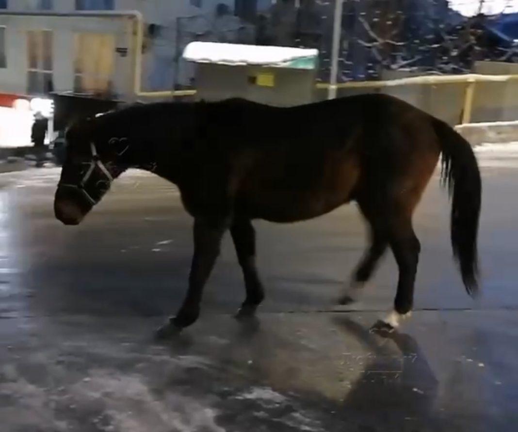 По гололёду на летних подковах: смешное видео — на улице в Сочи конь поскальзывается на льду