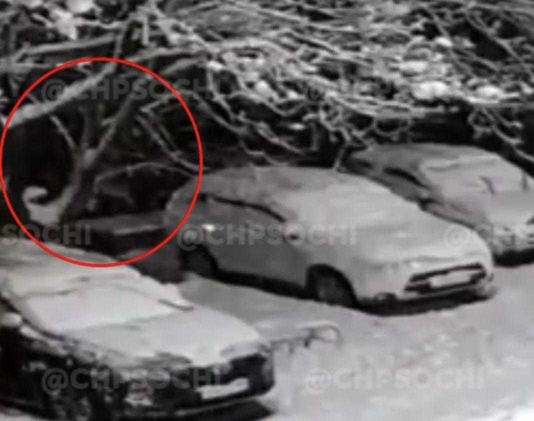 Разрушительный снегопад: в Сочи на машину упало целое дерево (Видео)