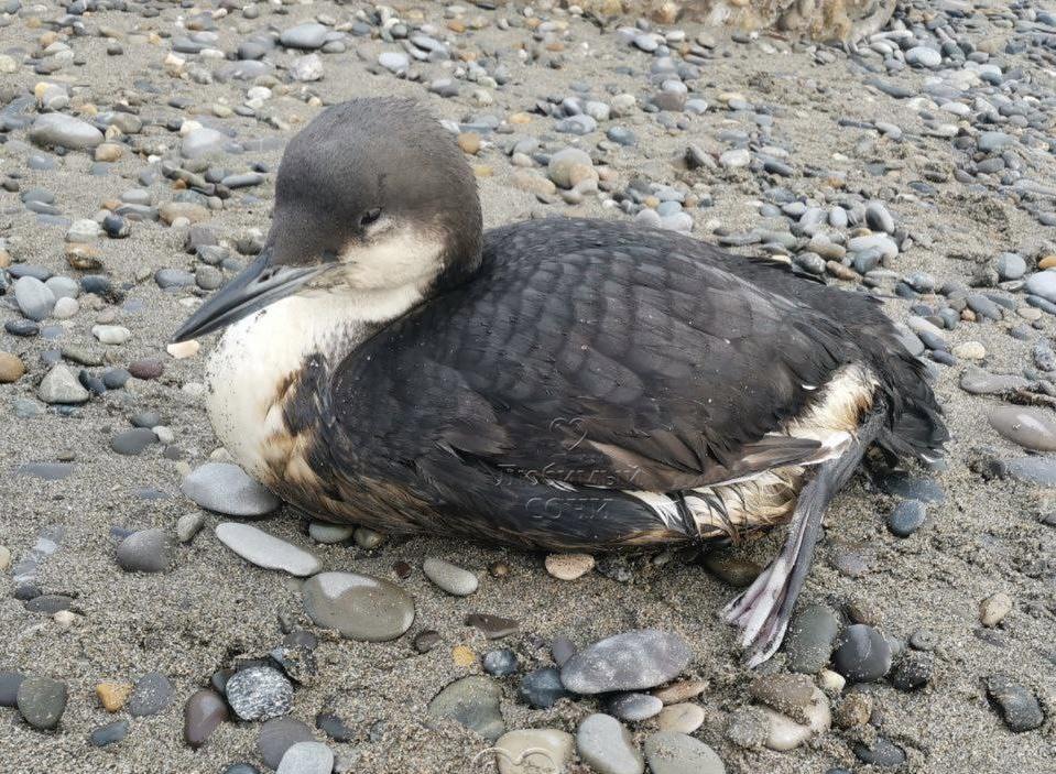 Кто вылил нефть в Чёрное море? В Сочи находят птиц, испачканных в мазуте