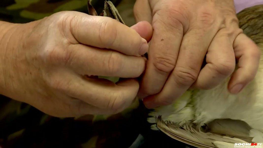 На пляжах Сочи массово находят птиц, испачканных нефтепродуктами: как их спасает орнитолог? (ВИДЕО)