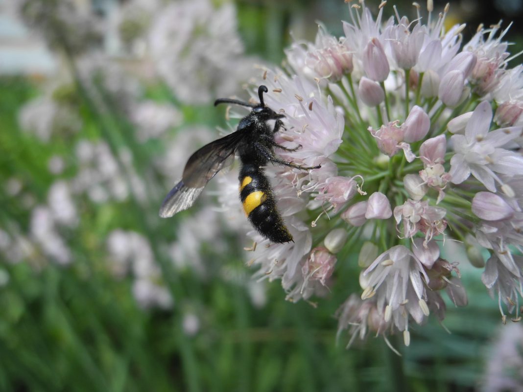 Суд отменил штраф Сочинскому нацпарку за выпуск итальянской хищной осы