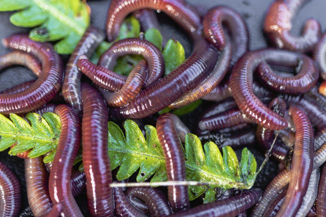 Знак Апокалипсиса: на жителей Пекина обрушился «дождь из червей» (ВИДЕО)