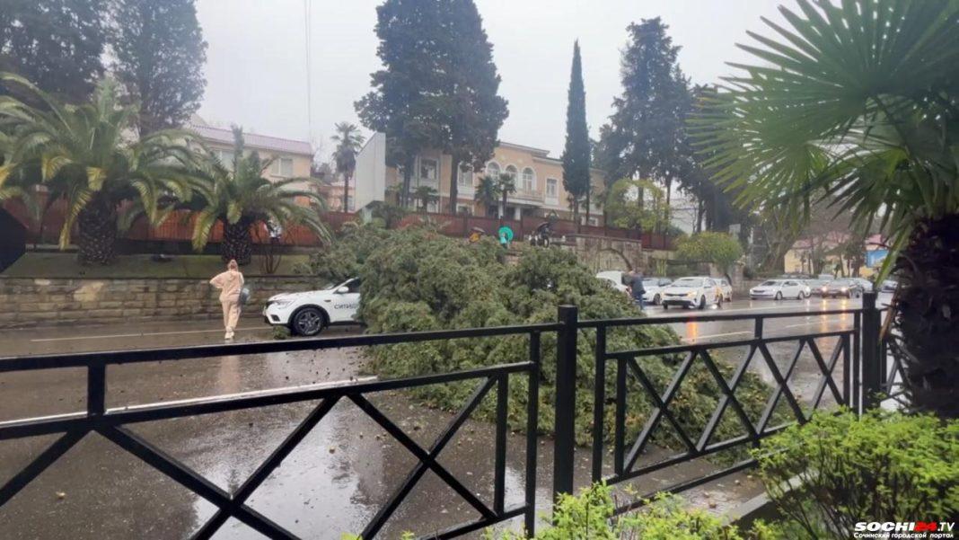 В центре Сочи на движущееся авто упала огромная туя: последствия непогоды на курорте (ВИДЕО)