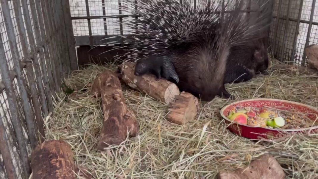 Пополнение: в Сочи родились дикобразы (ВИДЕО)