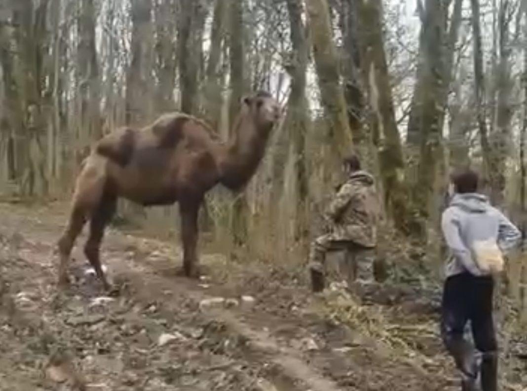 В сочинском лесу нашли африканского верблюда (Видео)