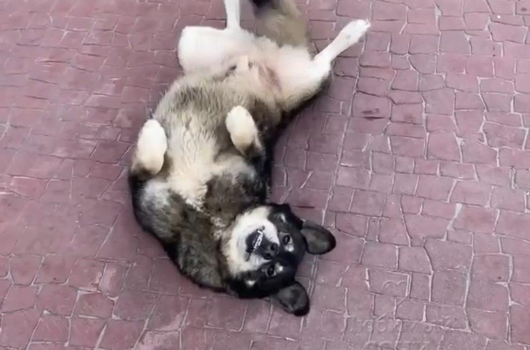 Лайфхак: собака показала, как нужно отдыхать в Сочи (Видео)