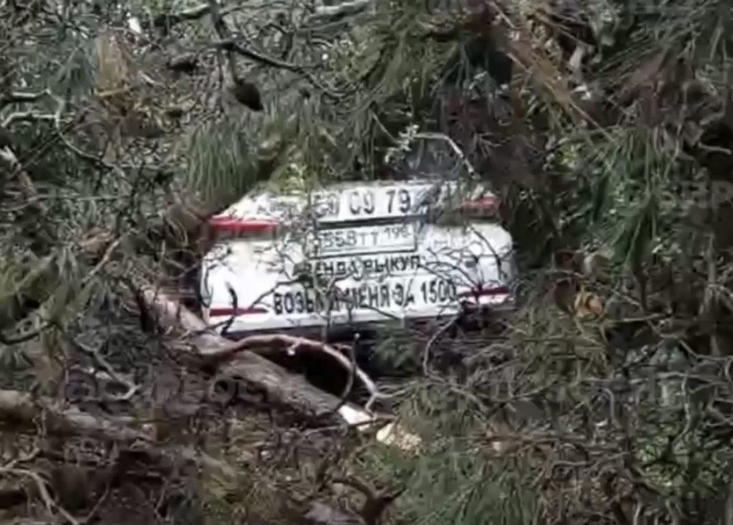 Утро началось не с кофе: в сочинском дворе огромное дерево раздавило иномарку (Видео)