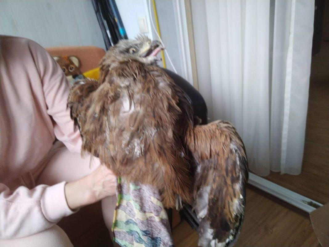 В Сочи подстрелили почти полтора десятка перелетных черных коршунов: прокуратура и полиция разбирается в произошедшем (ВИДЕО)