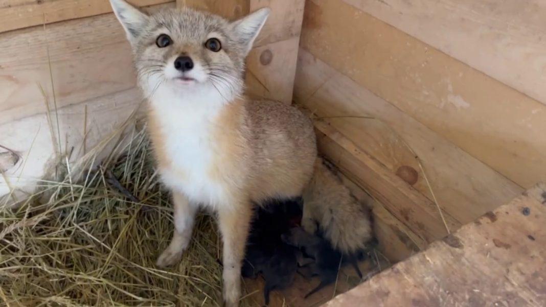 Их отправят в зоопарки: восемь краснокнижных лисят родились в Сочи (ВИДЕО)