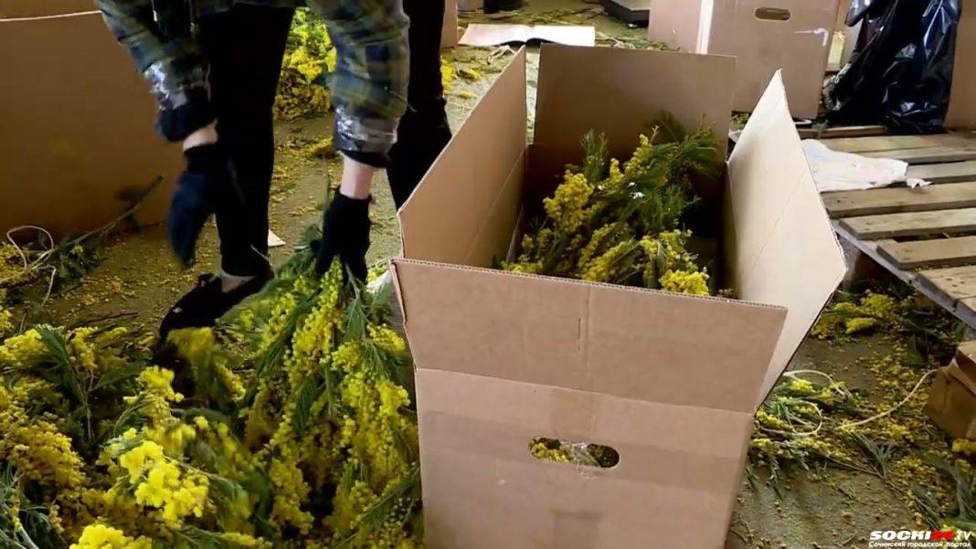 На российско-абхазской границе наступил пик «сезона мимозы»