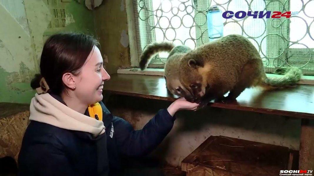 Продолжение скандальной истории с «Сафари-парком» в Сочи: как и где сейчас живут спасенные животные? (ВИДЕО)