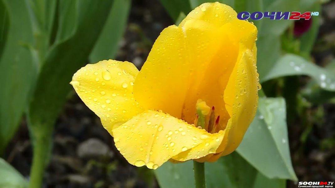 Можно ли рвать с клумб цветы, и что за это будет? Ответили в мэрии Сочи