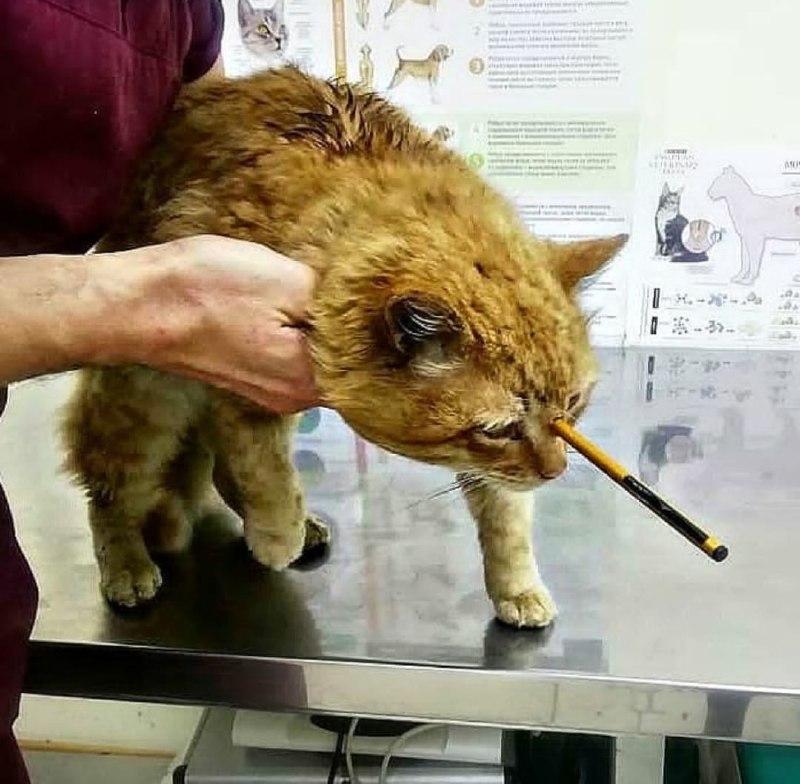 В Туапсе живодёр расстрелял кота из арбалета