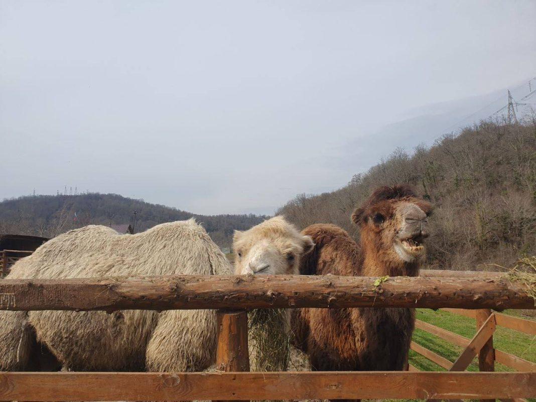 Кеша и Зухра снова вместе: они поселились на небольшой уютной ферме в Сочи
