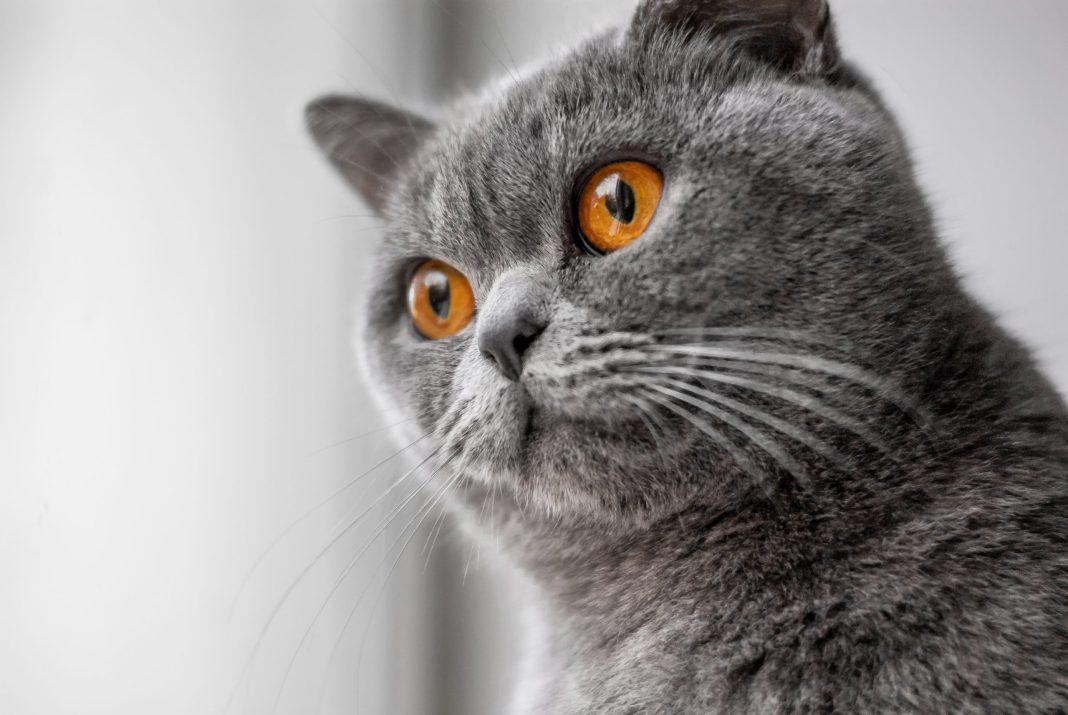 Бесплатный переводчик и сад для домашних питомцев: удивительные факты об Англии