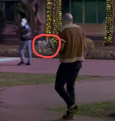 «Это для девушки, денег нет»: в Сочи мужчина внаглую рвал цветы с клумб (ВИДЕО)