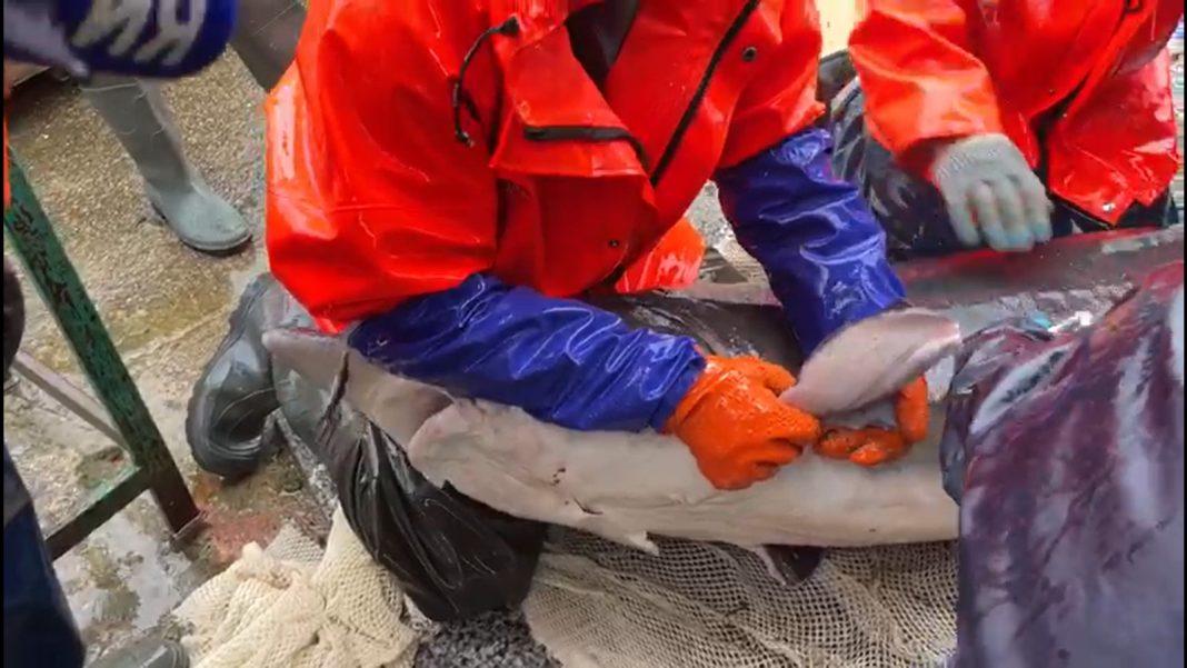 А Вы знали: зачем в Сочи «беременным» рыбам делают УЗИ? (ВИДЕО)