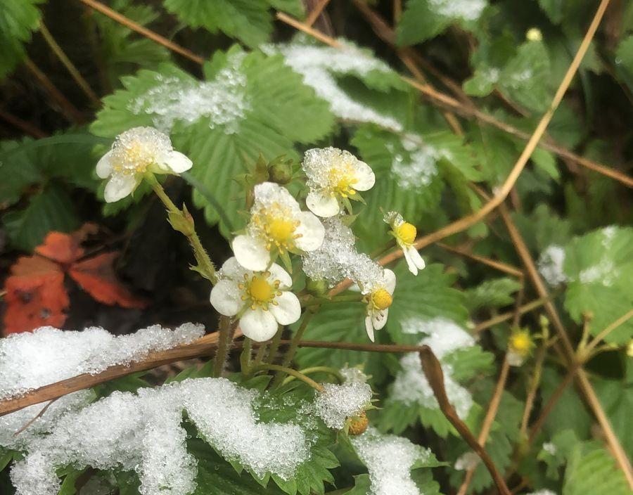 Земляника в снегу и замёрзшие тюльпаны: местные показали, как Сочи умеет шокировать