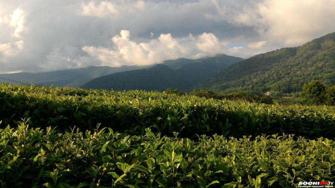 Сочинские компании «Мацеста чай» и «Экзархо» проиграли дело об изъятии земель