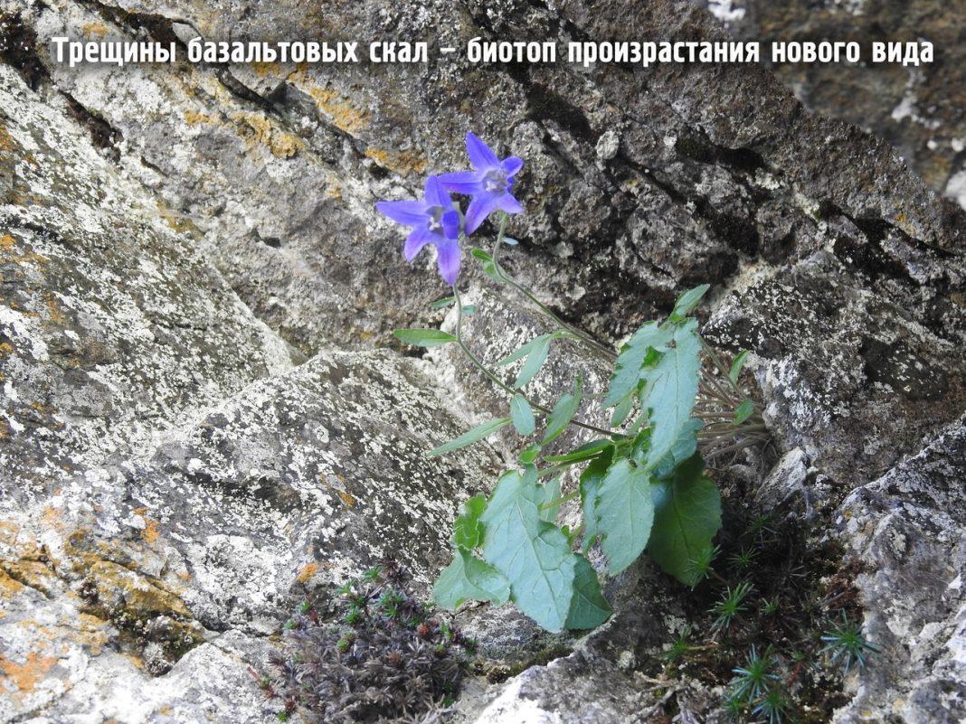 В Сочи на склонах гор нашли неизвестное науке растение