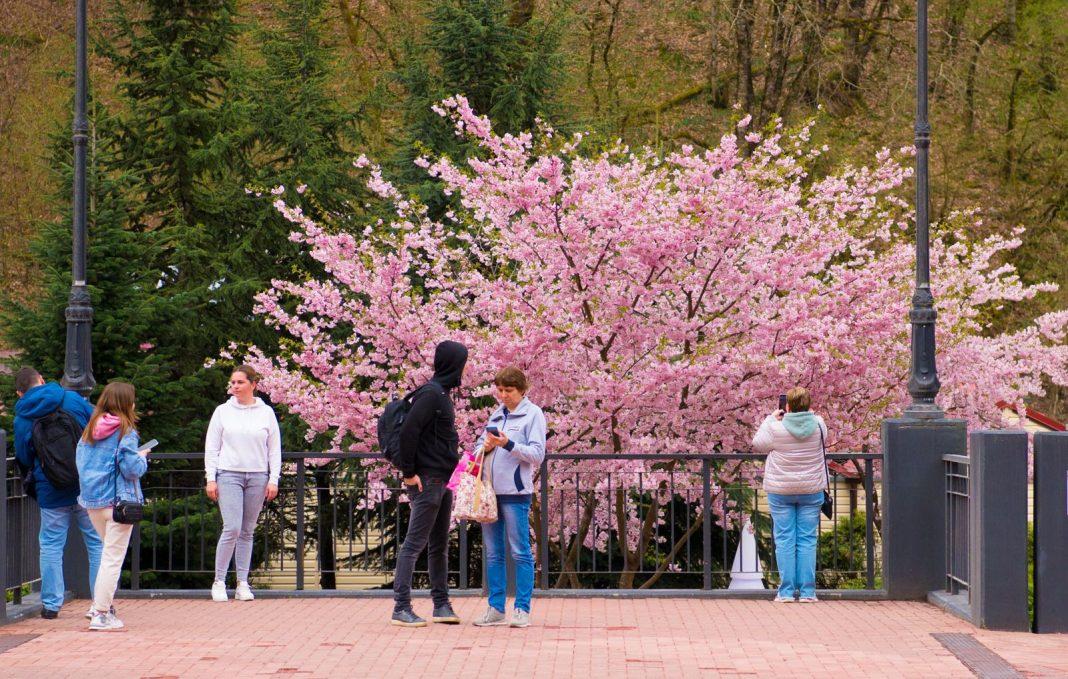 Почтить японскую традицию и полюбоваться цветением: в горах Сочи зацвела сакура