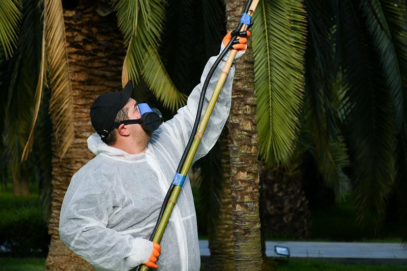 Зачем пальмы в Сочи опрыскивают ядом?