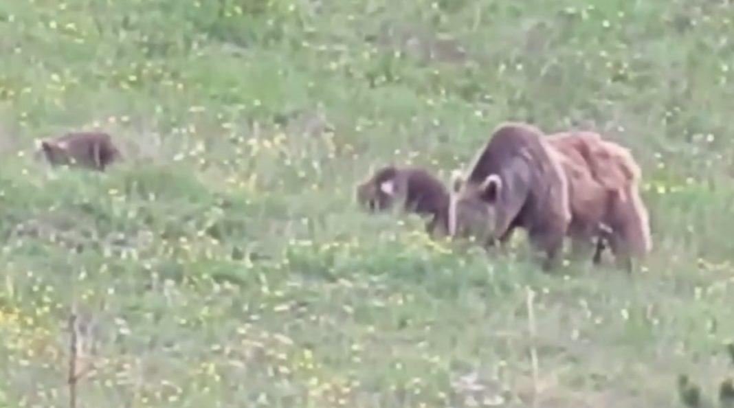 Семью косолапых заметили в горах Сочи (ВИДЕО)