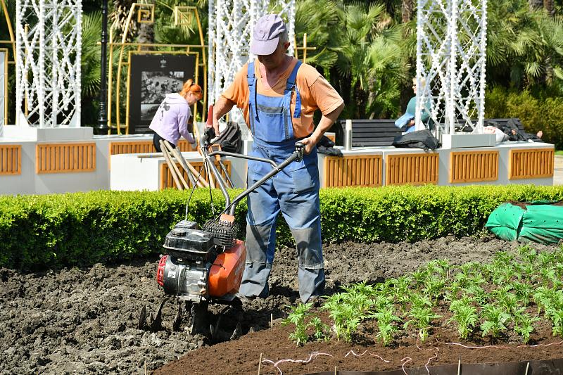 В администрации Сочи рассказали, где на курорте высадят 400 тысяч цветов
