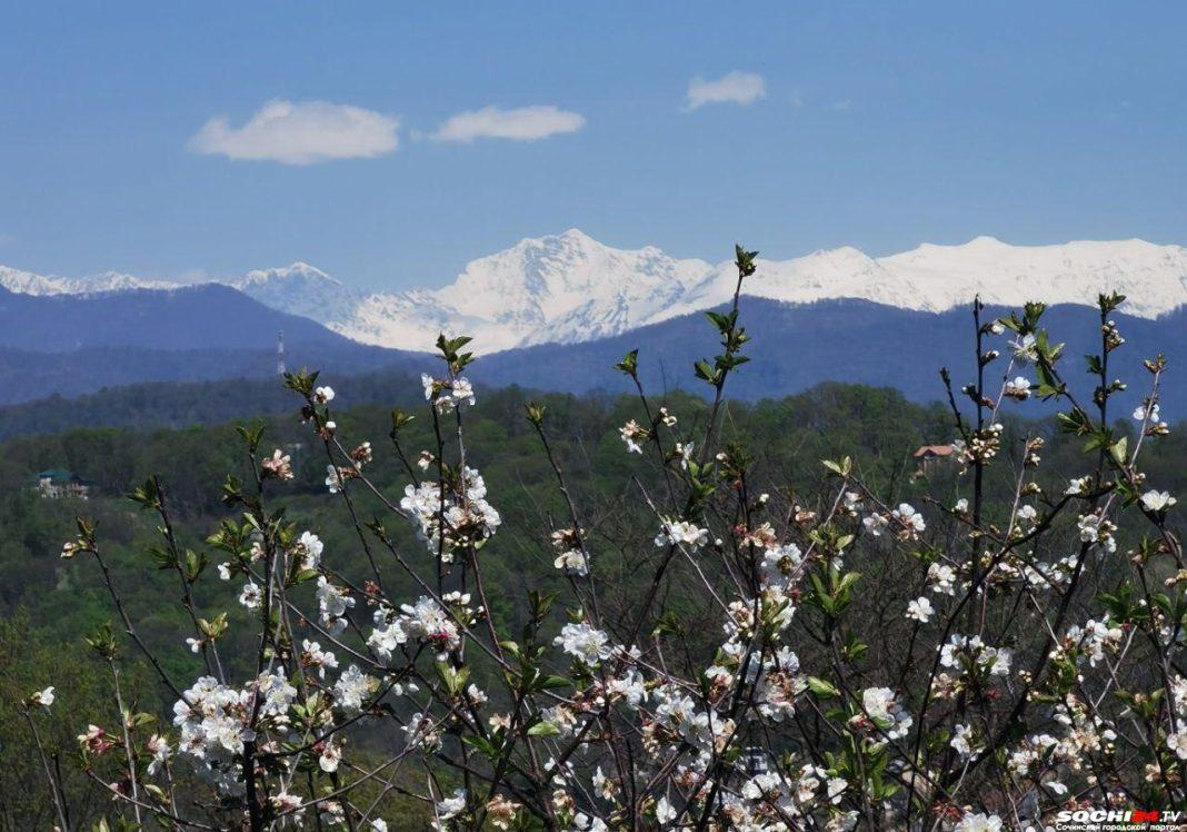 Сочи возглавил рейтинг популярных направлений для восхищения первоцветами