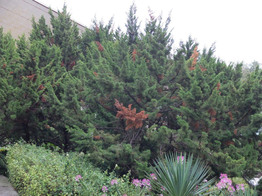 В Сочи прогнозируют вспышку усыхания растений: какие виды под угрозой и как с этим бороться?