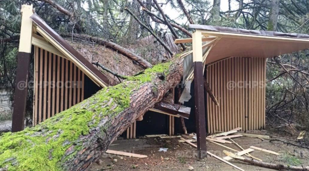 Ирония судьбы: в Сочи огромное дерево упало на недавно построенный общественный туалет
