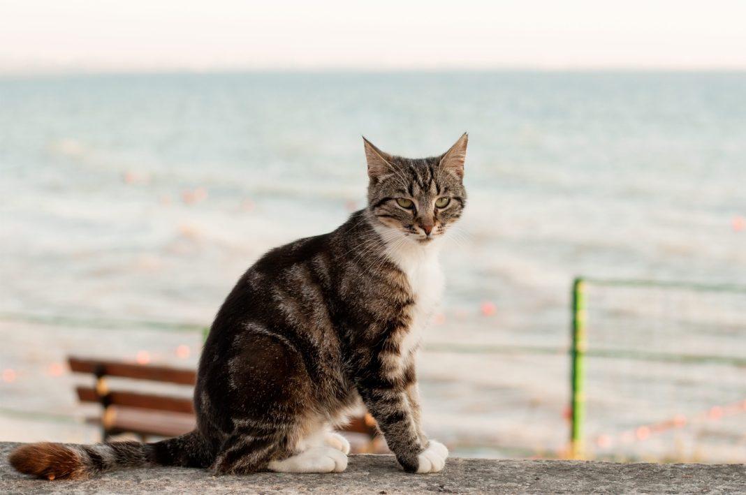 Рано радуетесь: синоптики опубликовали свежий прогноз погоды в Сочи на ближайшие сутки