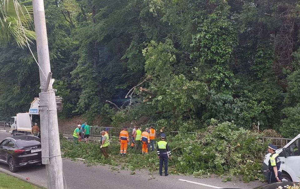 Чудо, что никто не пострадал: в Адлере дерево заблокировало проезжую часть, а коммунальщики бросают вызов хаосу (Видео)