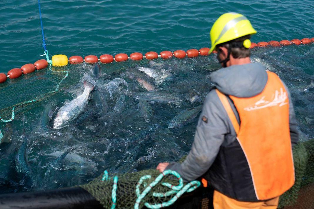 В будущем производство черноморской форели сможет дать 1500 новых рабочих мест и восполнить до 50% имеющегося дефицита форели в стране