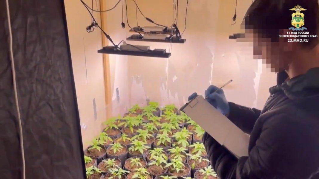 В Сочи обнаружили ферму с 84 кустами марихуаны: ее владелец может сесть на 20 лет