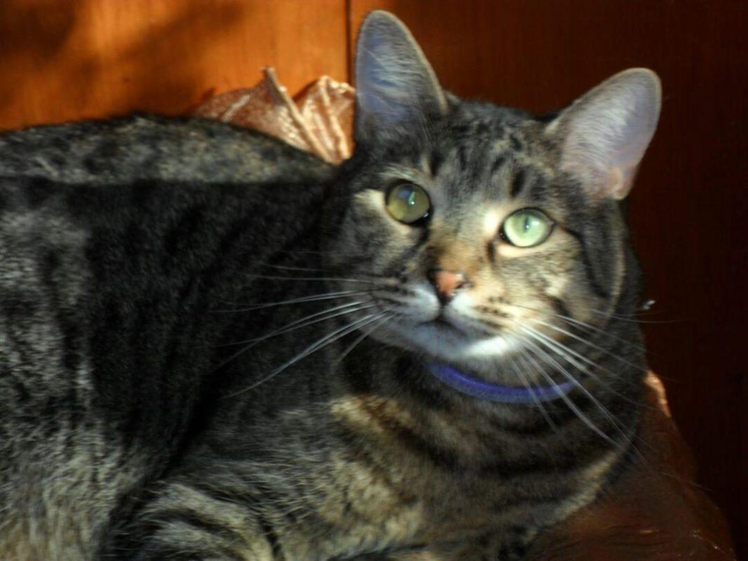 Совсем небезобиден: врачи рассказали о том, к каким последствиям могут привести кошачьи царапины