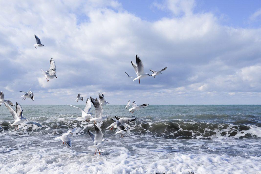 Аномальная жара, песчаная буря и землетрясение только за последнюю неделю: нормализуется ли погода в Сочи?