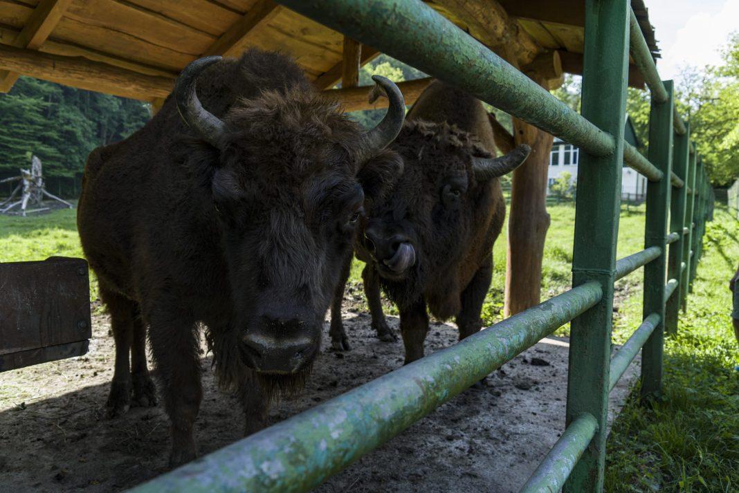 Год до столетия: Кавказский заповедник отмечает 99-летие и приглашает жителей Сочи к себе