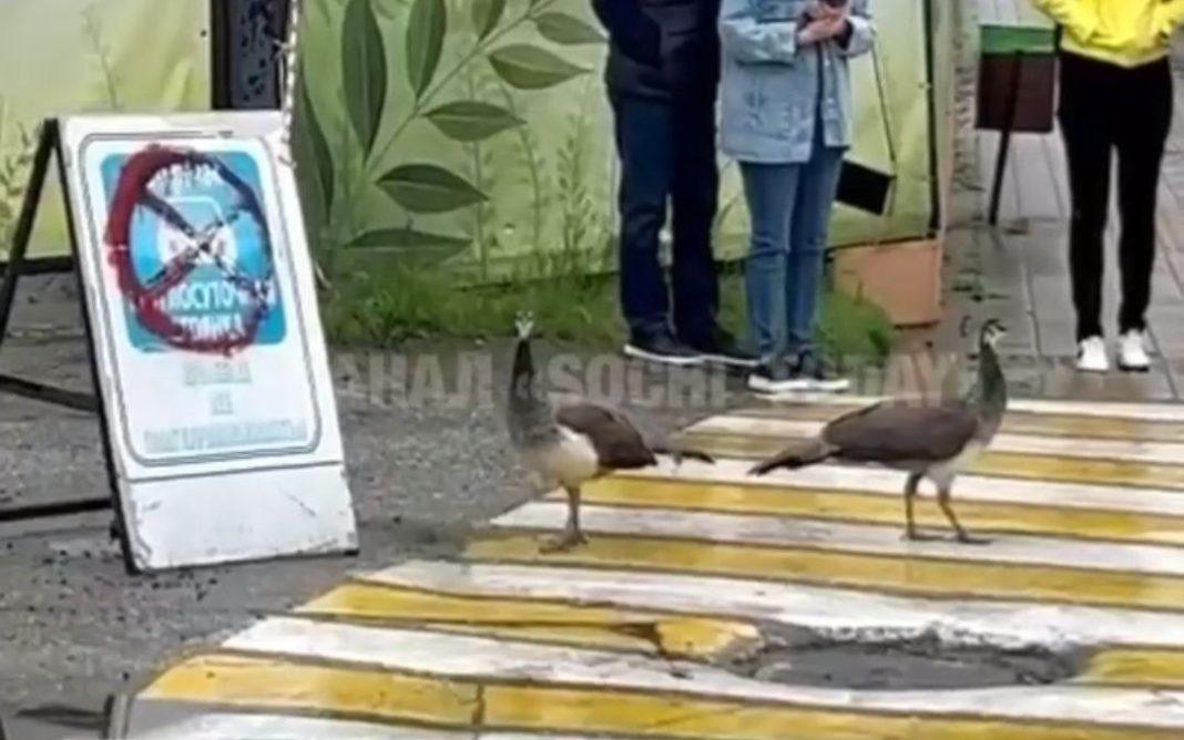 «Дендрарий» просит помощи: в Сочи второй день подряд ищут двух самок павлина (Видео)