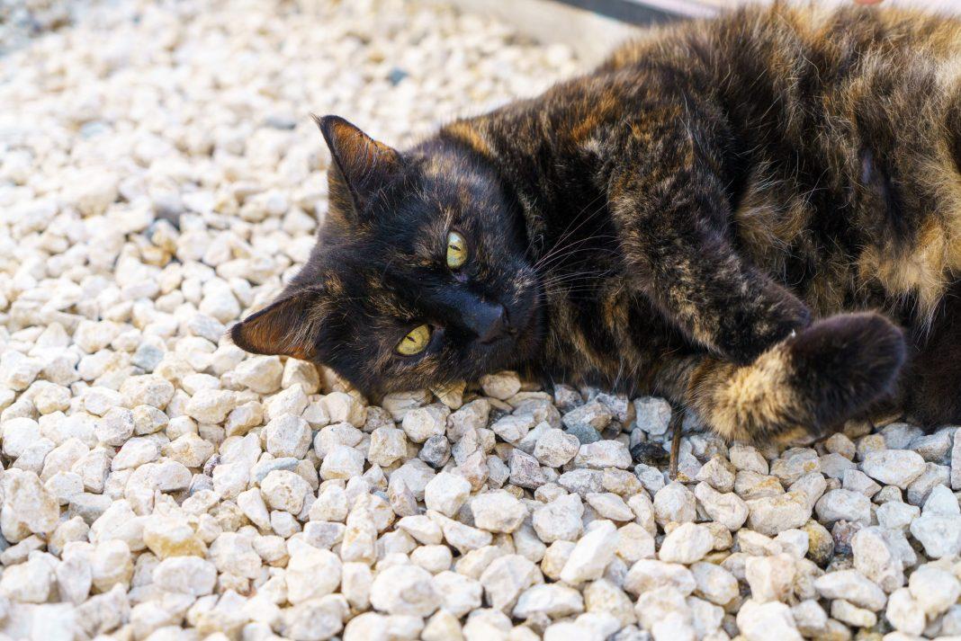 Дождь от пекла не спасет: синоптики рассказали о погоде в Сочи в ближайшее время