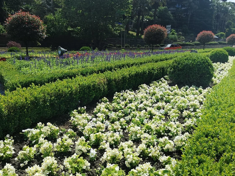 В Сочи используют экспериментальную рассаду для оформления городских клумб