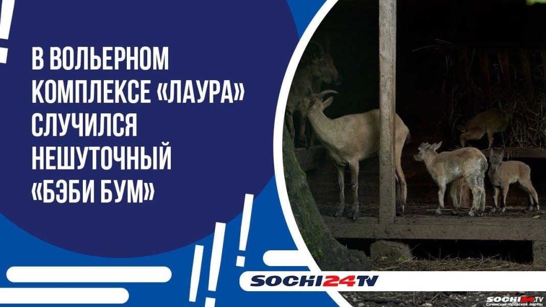 “Бэби-бум” в Сочи: кто стал самой милой многодетной семьей на курорте? (Видео)