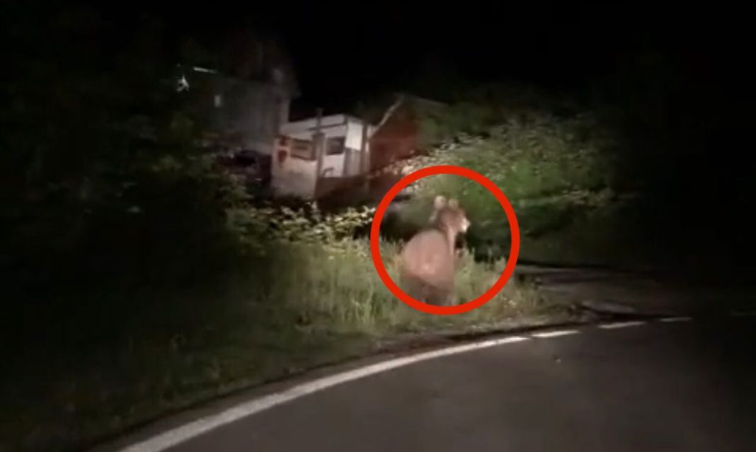 Медведи бегают по улицам: что делать, если в Сочи встретил косолапого? (Видео)