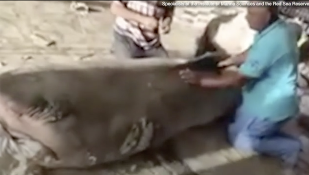В Египте россиянина достали из акулы-людоеда по частям (Видео)