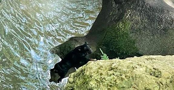 На грани жизни и смерти: в Сочи спасатели вытащили собаку из 10-метровой бездны на Агурских водопадах (Видео)