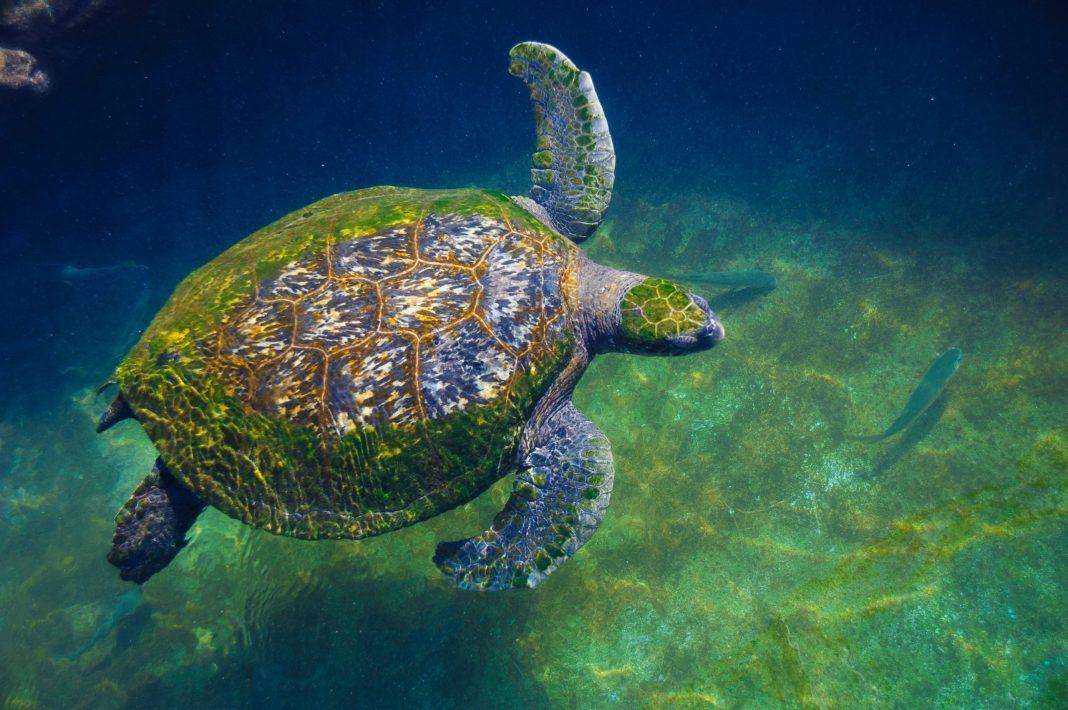 Сегодня всемирный день Океанов: почему он так важен?